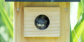caméra pour nichoir installée discrètement pour observer les oiseaux sans les déranger