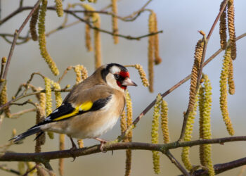 Attirer les chardonnerets au jardin avec des plantes à graines et un habitat naturel