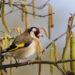 Attirer les chardonnerets au jardin avec des plantes à graines et un habitat naturel
