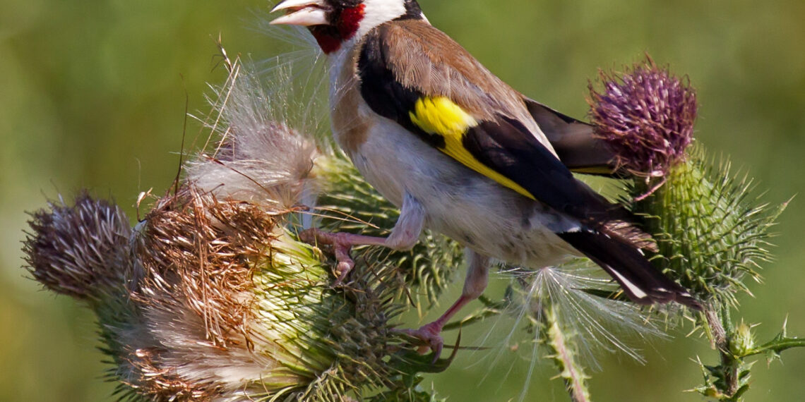 Chardonneret élégant posé sur des tiges de chardon.