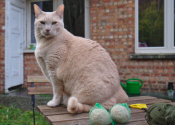 Chat assis dans un jardin près de nourriture pour oiseaux.