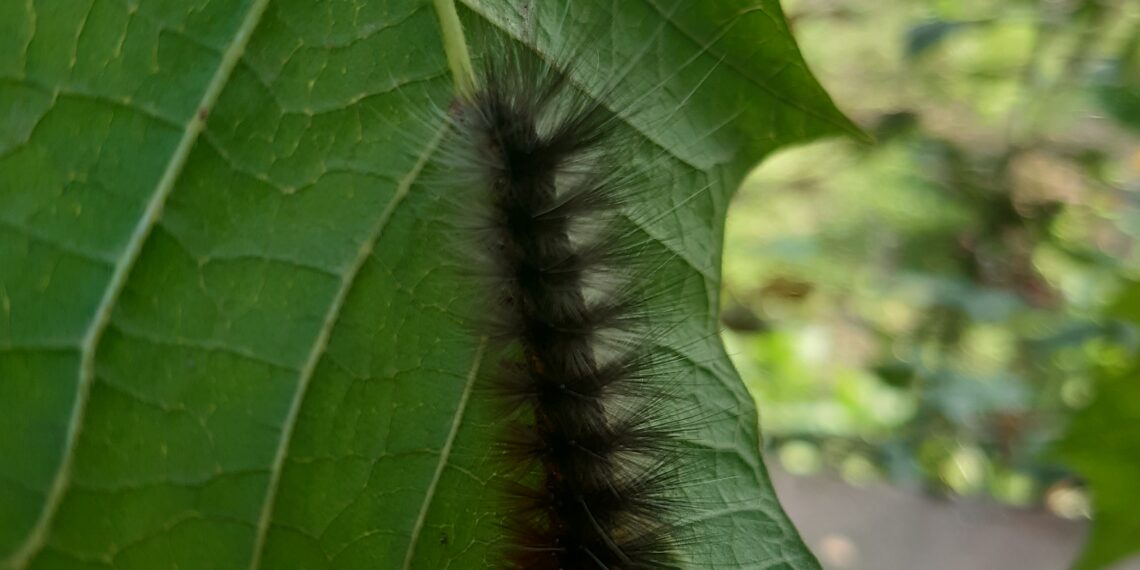 Chenille verte posée sur une feuille, vue de près.