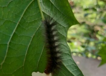 Chenille verte posée sur une feuille, vue de près.