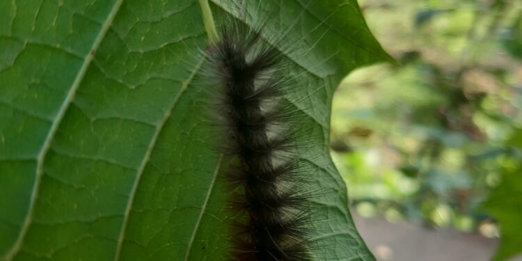 Chenille verte posée sur une feuille, vue de près.
