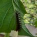 Chenille verte posée sur une feuille, vue de près.
