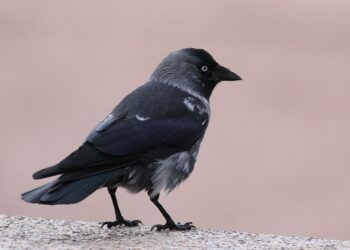 Choucas des tours adulte au plumage sombre et à la nuque grisée