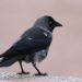 Choucas des tours adulte au plumage sombre et à la nuque grisée