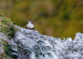 cincle plongeur dans son habitat naturel