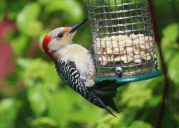 Distributeur de cacahuètes pour oiseaux installé dans un jardin