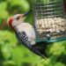 Distributeur de cacahuètes pour oiseaux installé dans un jardin