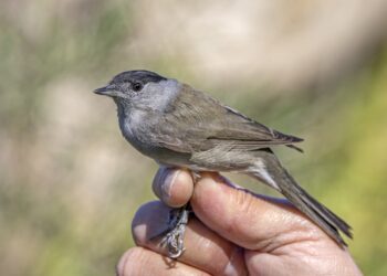 Fauvette à tête noire au jardin : chant, habitat et conseils pour l’accueillir