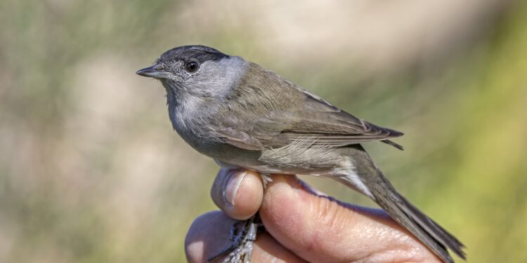 Fauvette à tête noire au jardin : chant, habitat et conseils pour l’accueillir