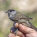 Fauvette à tête noire au jardin : chant, habitat et conseils pour l’accueillir