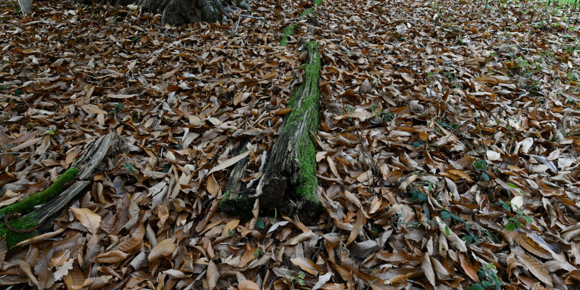 Feuilles mortes de châtaignier accumulées au sol dans un jardin boisé.