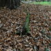 Feuilles mortes de châtaignier accumulées au sol dans un jardin boisé.