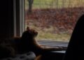 Chat observant une mangeoire à oiseaux, image horizontale