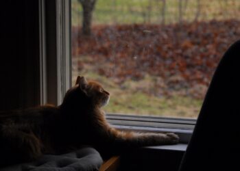 Chat observant une mangeoire à oiseaux, image horizontale