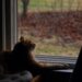 Chat observant une mangeoire à oiseaux, image horizontale