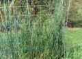 Filet de protection tendu au-dessus de cultures dans un potager.
