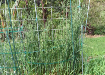 Filet de protection tendu au-dessus de cultures dans un potager.