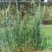 Filet de protection tendu au-dessus de cultures dans un potager.