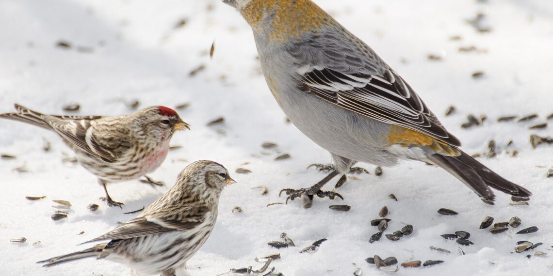 Oiseaux à une mangeoire avec graines, pour illustrer le choix du tournesol décortiqué