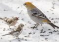 Oiseaux à une mangeoire avec graines, pour illustrer le choix du tournesol décortiqué