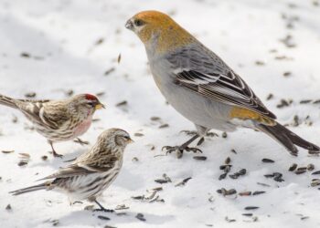 Oiseaux à une mangeoire avec graines, pour illustrer le choix du tournesol décortiqué