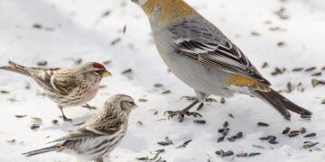 Oiseaux à une mangeoire avec graines, pour illustrer le choix du tournesol décortiqué
