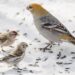 Oiseaux à une mangeoire avec graines, pour illustrer le choix du tournesol décortiqué