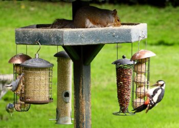 Hauteur mangeoire oiseaux dans un jardin avec mangeoire installée