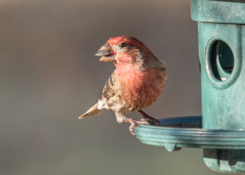 mangeoire anti-gaspillage pour oiseaux limitant les graines au sol dans un jardin