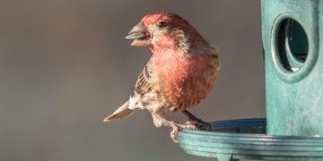 mangeoire anti-gaspillage pour oiseaux limitant les graines au sol dans un jardin