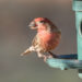 mangeoire anti-gaspillage pour oiseaux limitant les graines au sol dans un jardin
