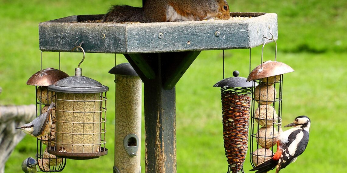 Mangeoire anti-étourneaux adaptée aux petits oiseaux du jardin