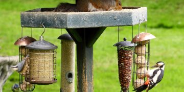 Mangeoire anti-étourneaux adaptée aux petits oiseaux du jardin