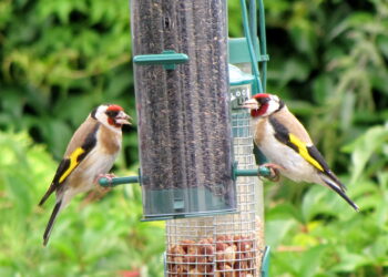 Deux chardonnerets sur une mangeoire de jardin, sans chat ni prédateur visible