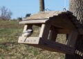 Mangeoire à plateau avec mésange noire posée sur les graines