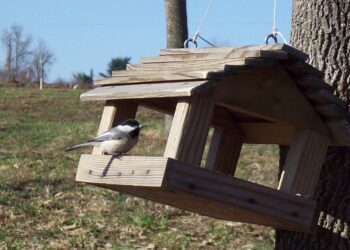 Mangeoire à plateau avec mésange noire posée sur les graines
