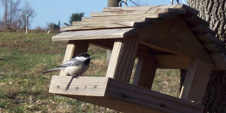 Mangeoire à plateau avec mésange noire posée sur les graines