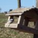 Mangeoire à plateau avec mésange noire posée sur les graines