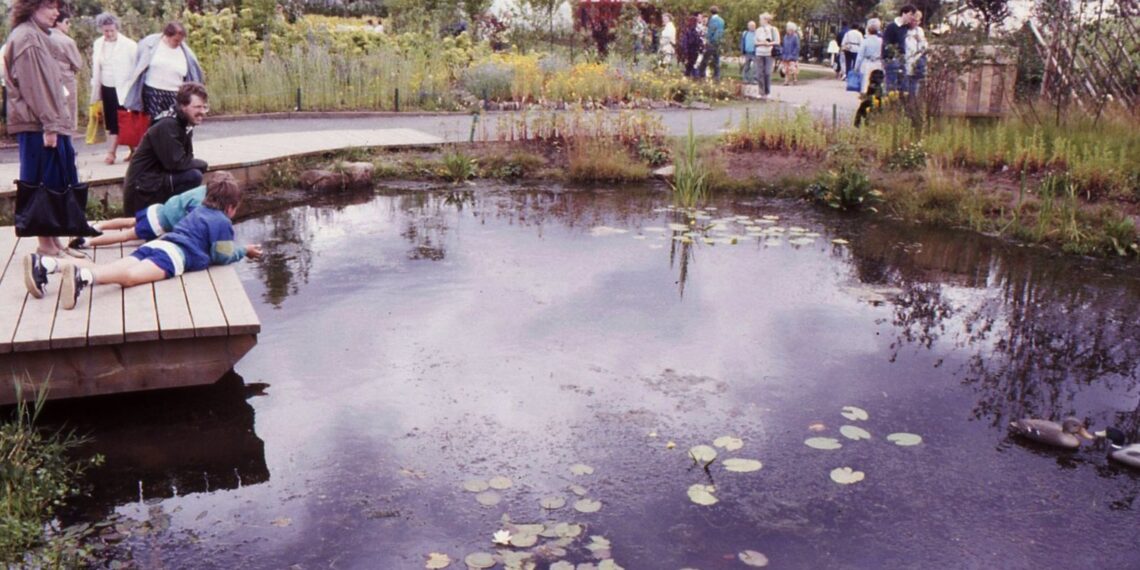 Petite mare de jardin bordée de végétation.