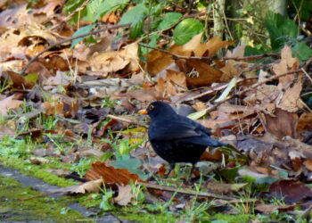 Merle noir au sol parmi des feuilles mortes.