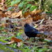 Merle noir au sol parmi des feuilles mortes.