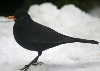 Merle noir posé au sol dans une zone herbeuse et dégagée.