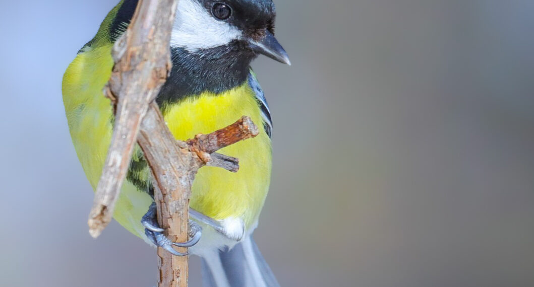 Mésange charbonnière au plumage jaune et noir posée sur une branche