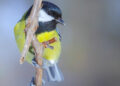 Mésange charbonnière au plumage jaune et noir posée sur une branche
