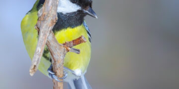 Mésange charbonnière au plumage jaune et noir posée sur une branche