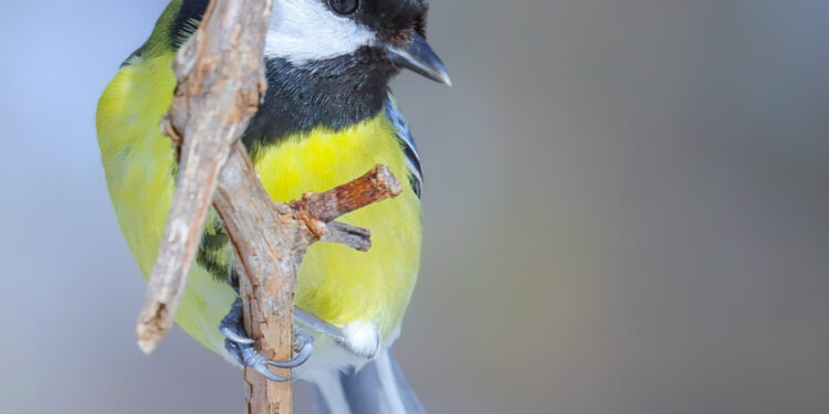 Mésange charbonnière au plumage jaune et noir posée sur une branche