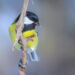 Mésange charbonnière au plumage jaune et noir posée sur une branche